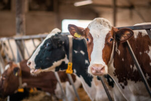 tężyczka pastwiskowa u bydła