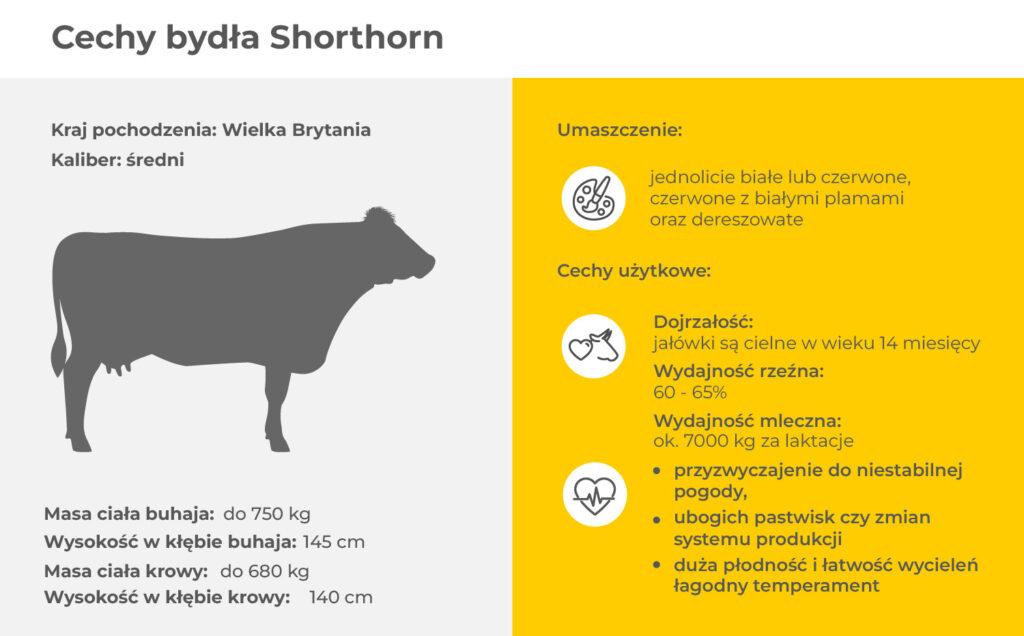 Rasa Shorthorn