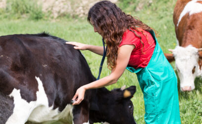 tężyczka pastwiskowa u bydła mlecznego