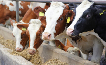 mocznik w żywieniu bydła