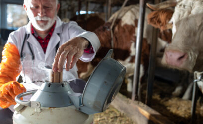 biotechnologia rozrodu bydła
