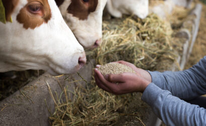 mieszanki paszowe od FarmChamps
