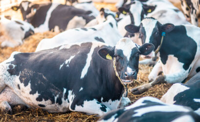 okres okołoporodowy u krów