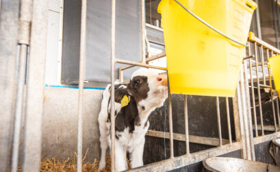 preparat mlekozastępczy z mlekiem w proszku