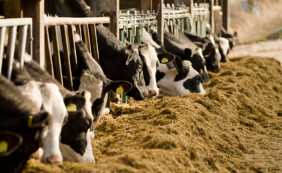 prawidłowe zakiszanie pasz