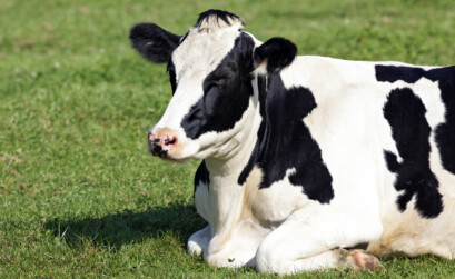 krowa mleczna Josera